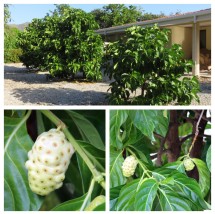 Noni Trees and Fruits
