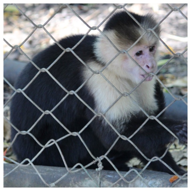 Capuchin Monkey Los Pumas Rescue Centre