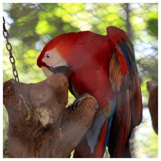 Parrot Los Pumas Rescue Centre