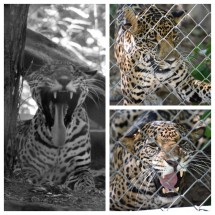 Jaguar Los Pumas Rescue Centre