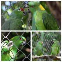 Parrots Los Pumas Rescue Centre