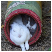 Rabbits Los Pumas Rescue Centre