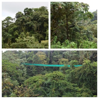 Rainforest from Sky Tram