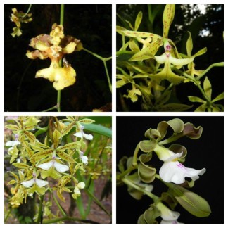 Orchids 1 Monte Alto